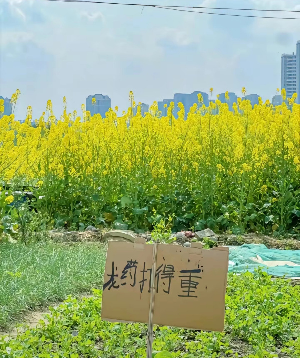 今日沙雕：建議美國把26個字母改成25個字母，因為n是反u的宣傳圖117